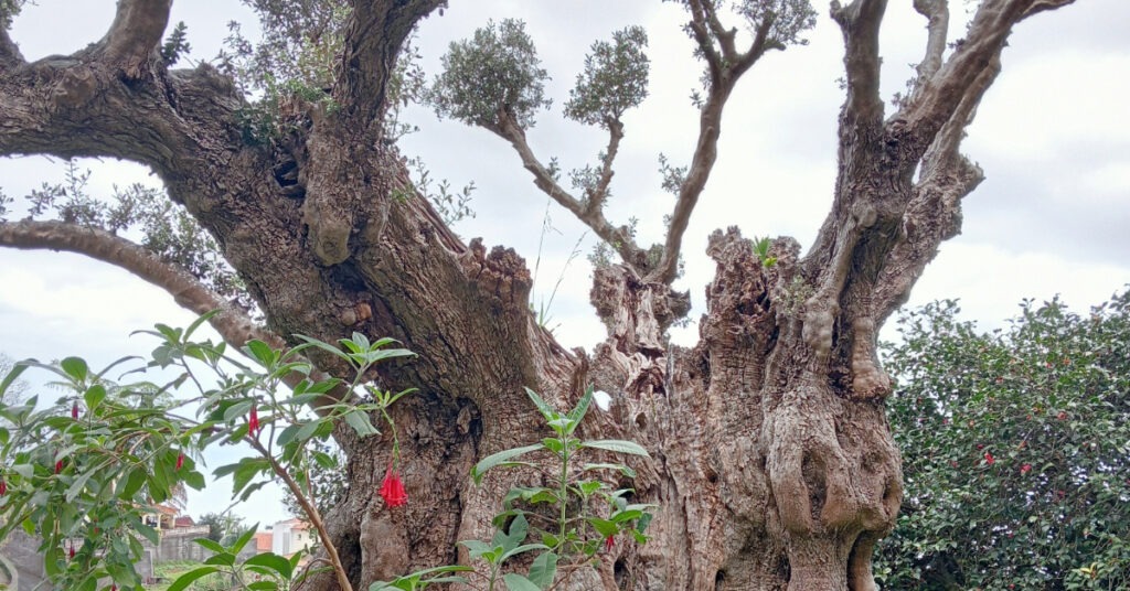 A gnarly old olive tree.