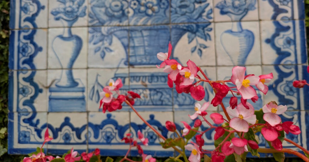 Begonias bloom in front of a display of azulejo tiles.