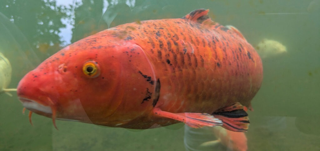 A large orange and black koi carp